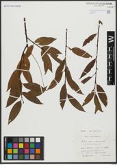 Foto von Salix alba L. x Salix pentandra L.